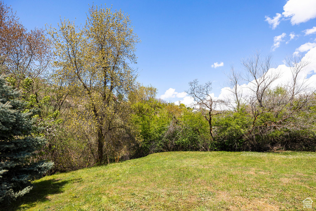 View of grassy yard with a forest view