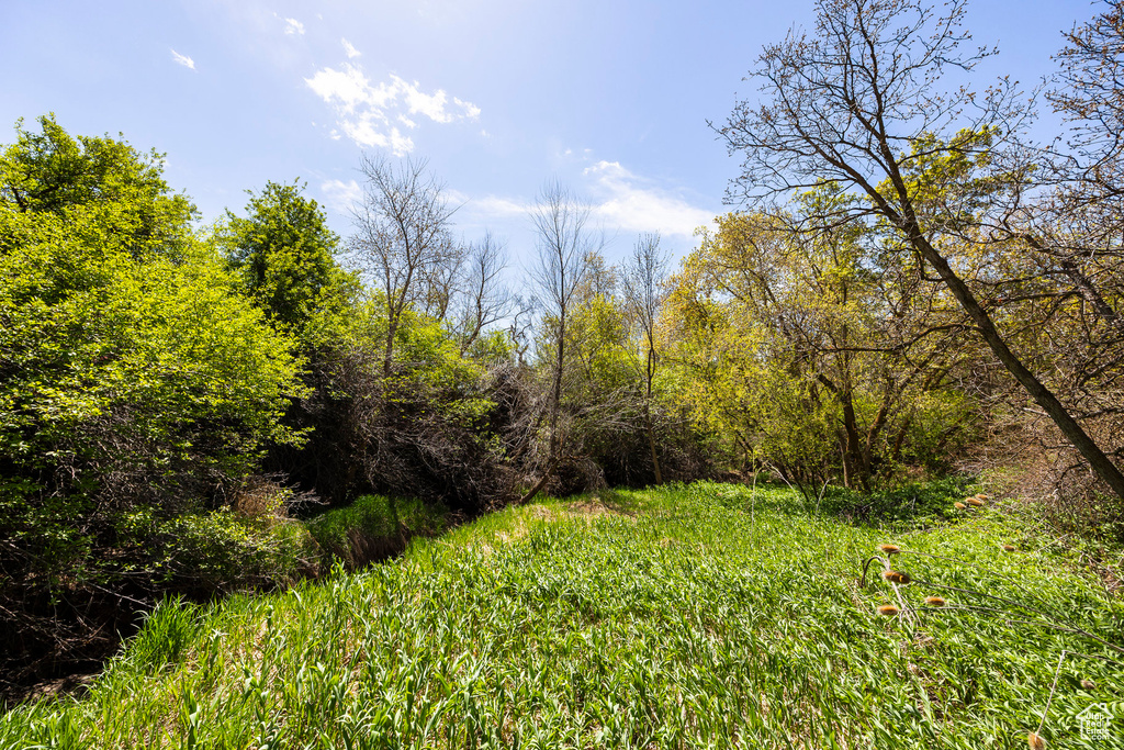 View of undeveloped land