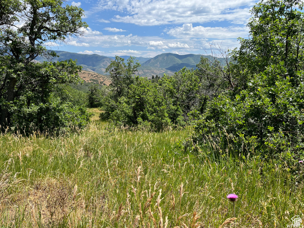 Mountain view