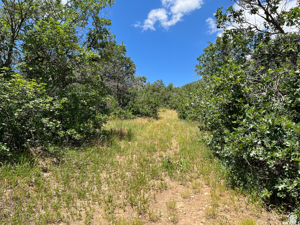 View of wooded area