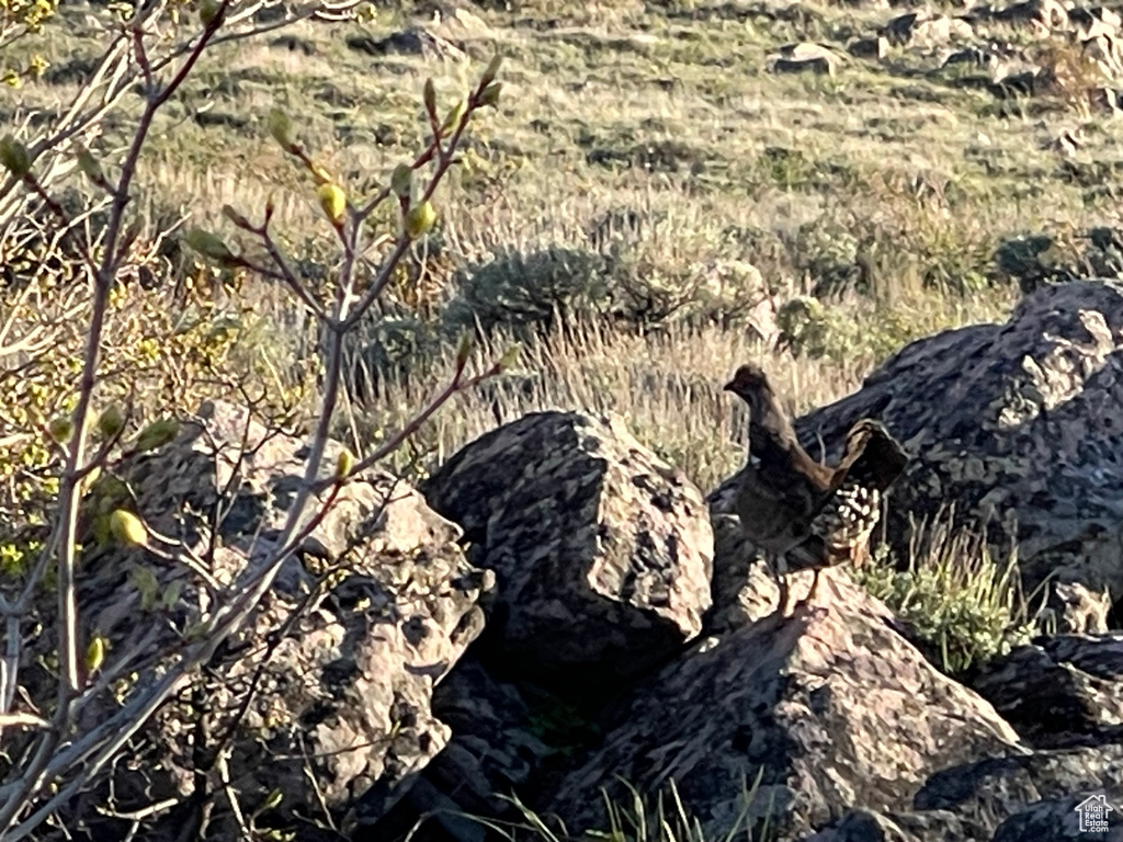 View of local wilderness