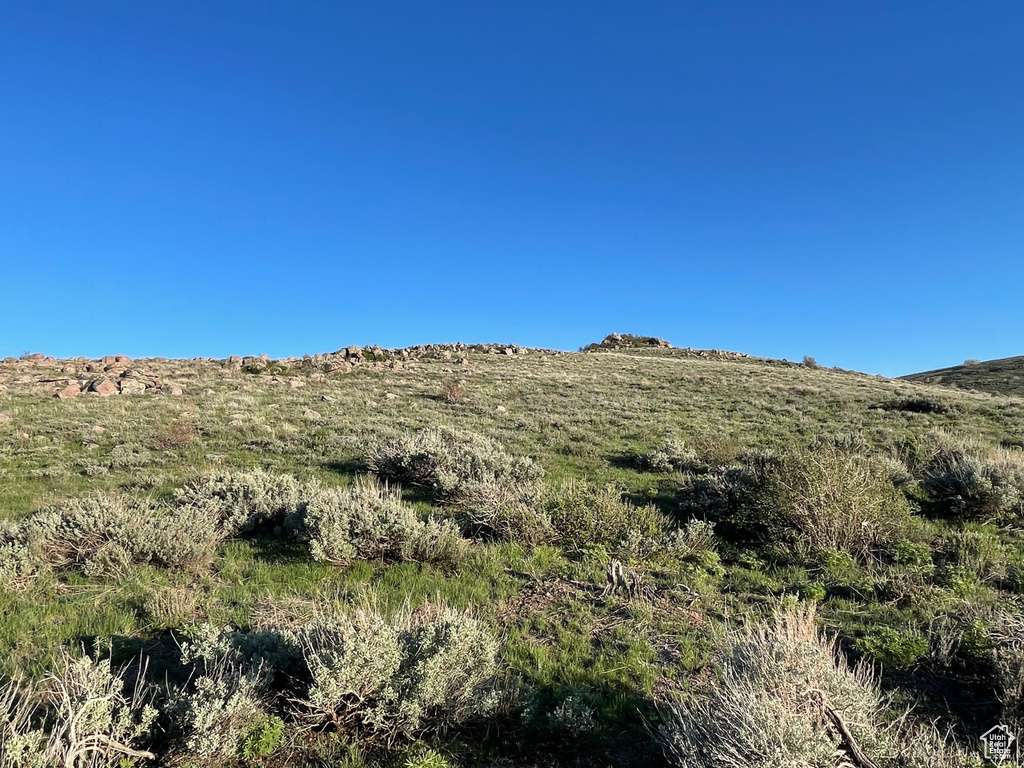 View of local wilderness