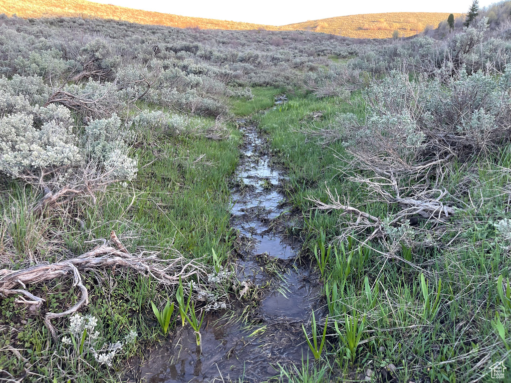 View of local wilderness