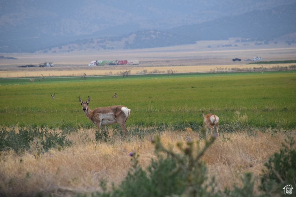 View of yard with a view of rural / pastoral area