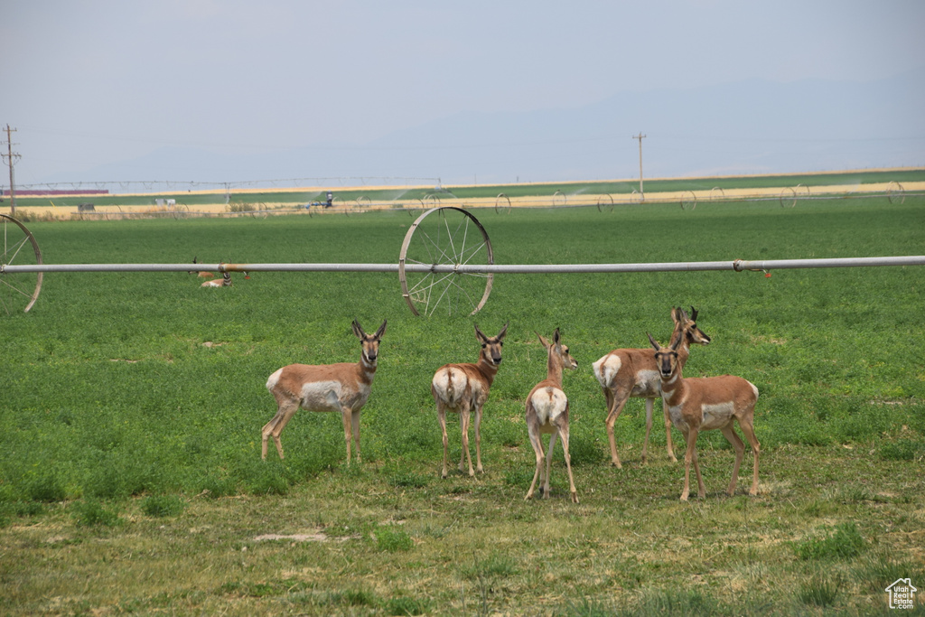 View of community featuring a rural view