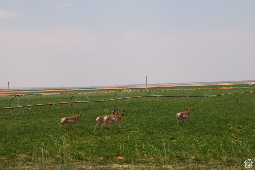 View of yard featuring a view of rural / pastoral area