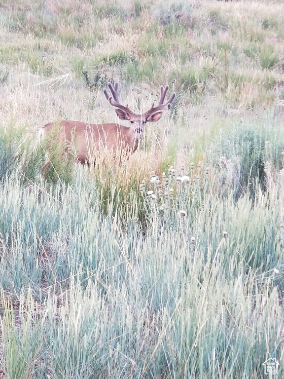 View of local wilderness
