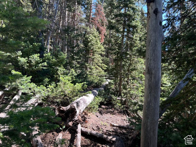 View of tree filled area