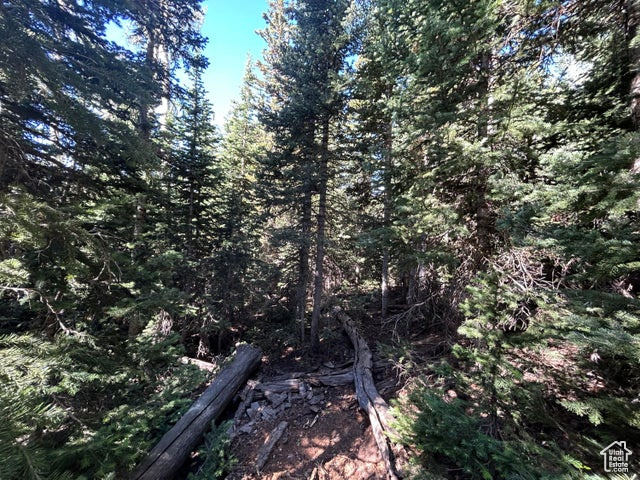 View of tree filled area