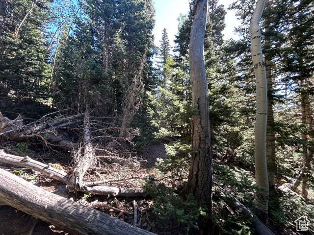 View of local wilderness