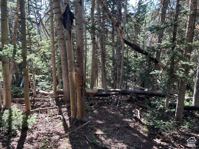 View of tree filled area