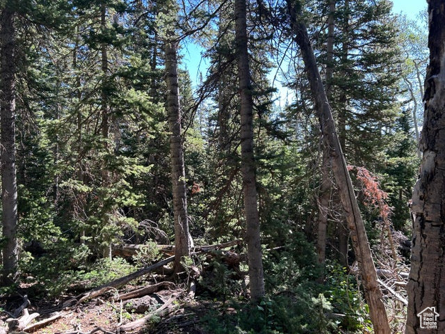 View of tree filled area