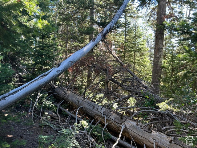 View of tree filled area