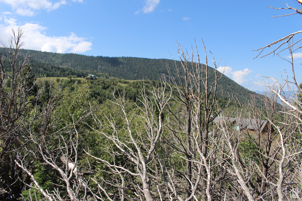 Mountain view with a forest