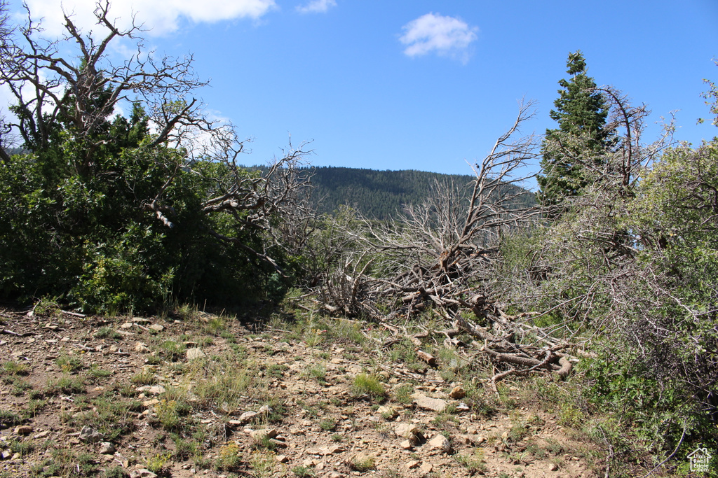 View of mountain backdrop with a forest