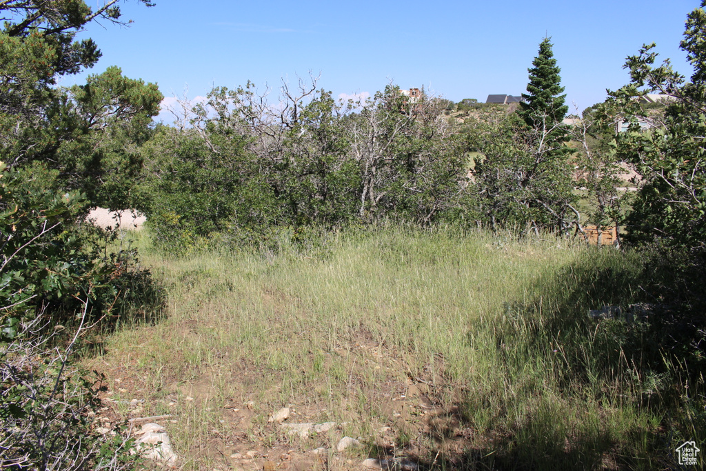 View of local wilderness