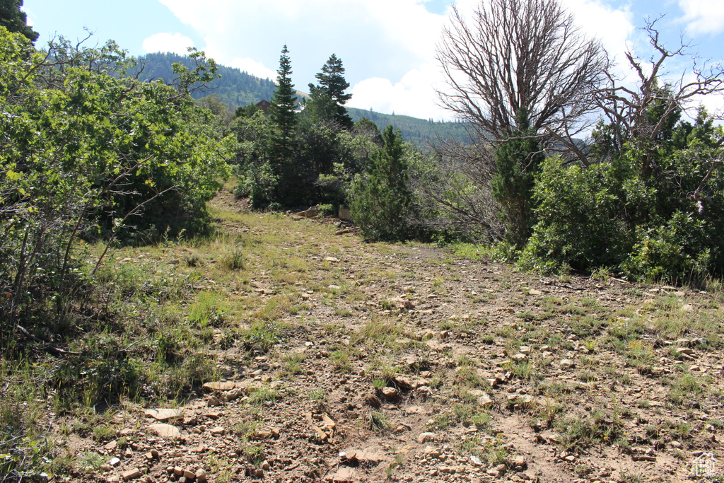 Mountain view with a heavily wooded area