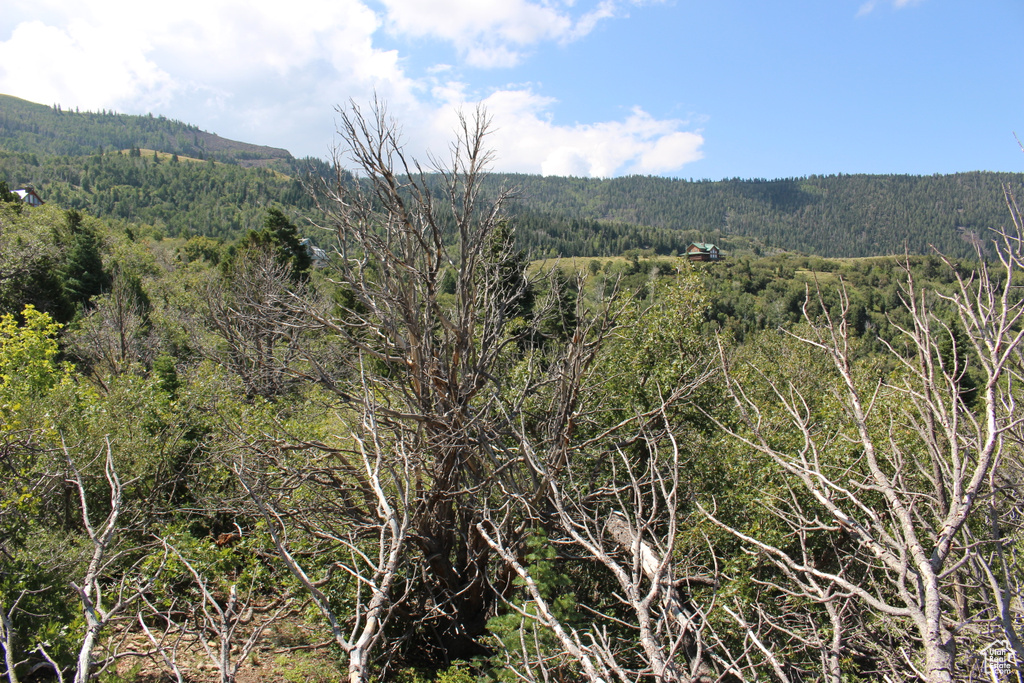 View of mountain backdrop with a forest