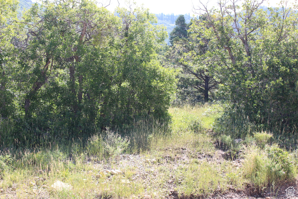 View of woods