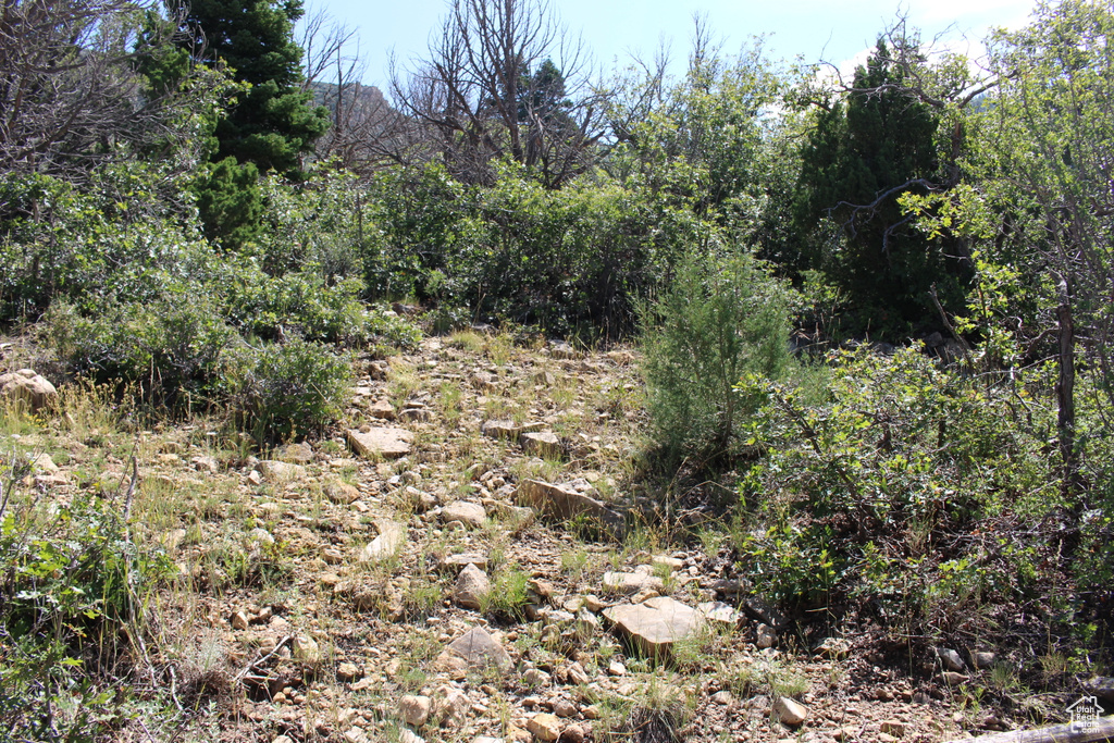 View of woods