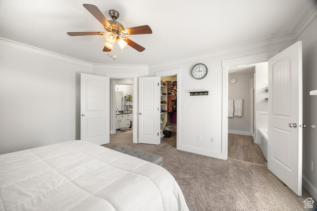 Bedroom featuring a spacious closet, carpet, crown molding, a closet, and a ceiling fan