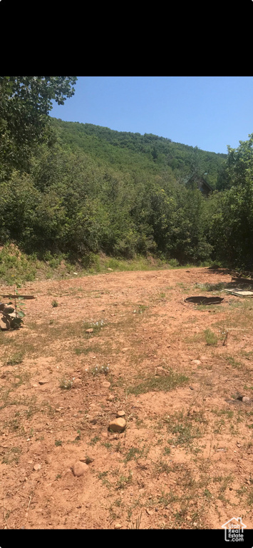 View of tree filled area