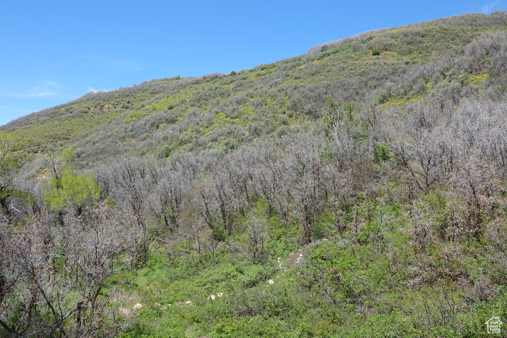 View of mountain background featuring a forest