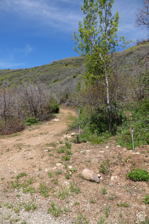 View of local wilderness