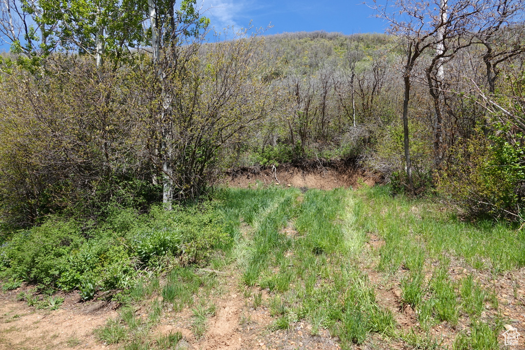 View of wooded area