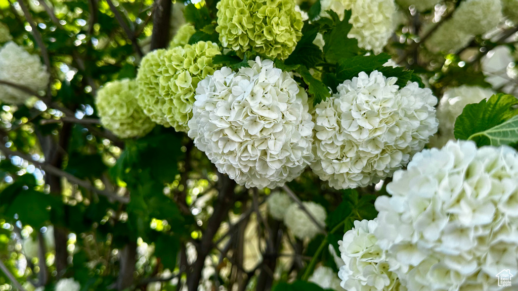 Detailed view