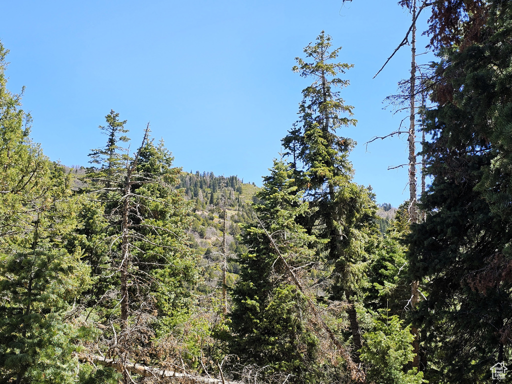 View of wooded area