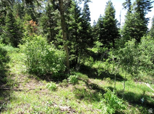 View of woods