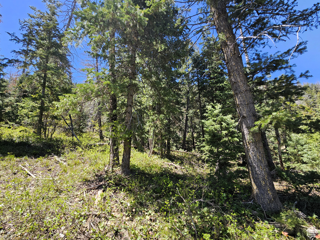 View of tree filled area