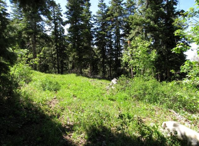 View of wooded area