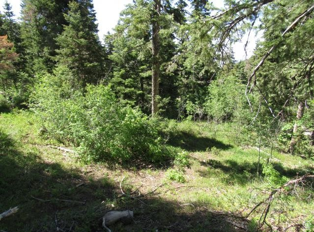 View of woods
