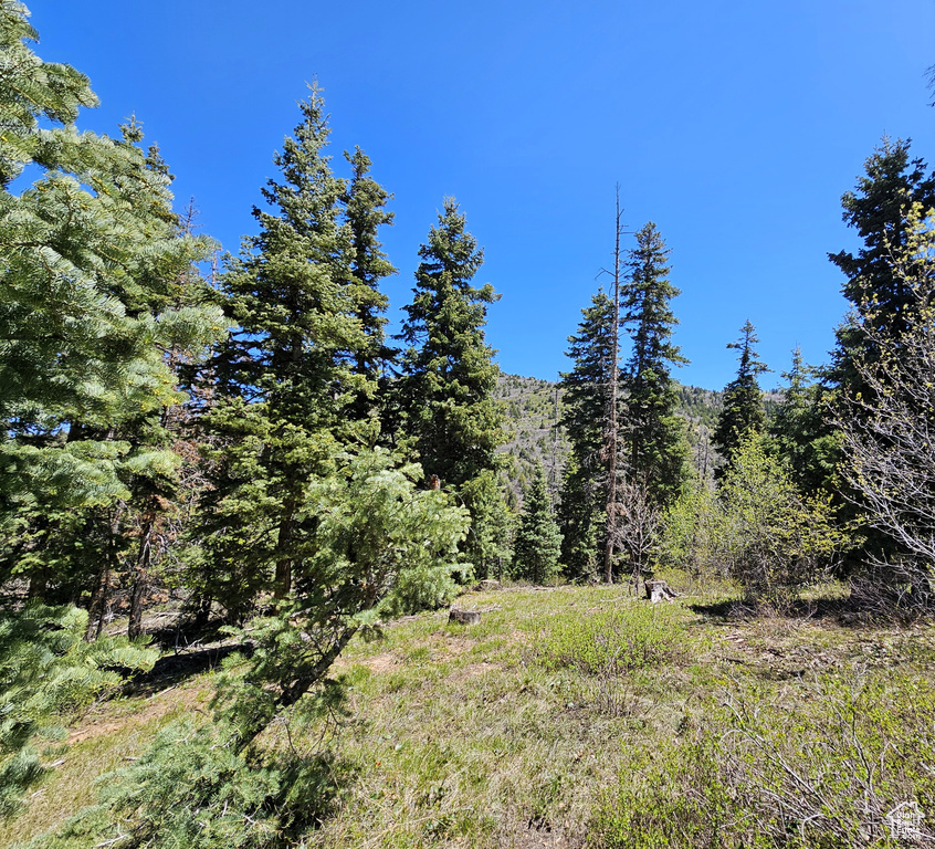 View of wooded area