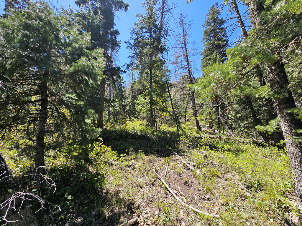 View of wooded area