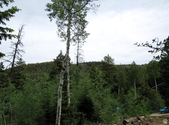 View of woods