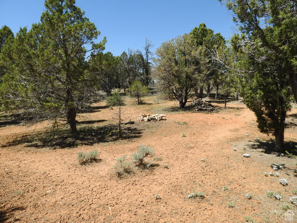 View of local wilderness