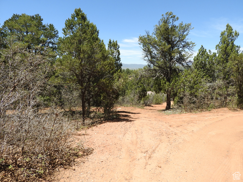 View of local wilderness