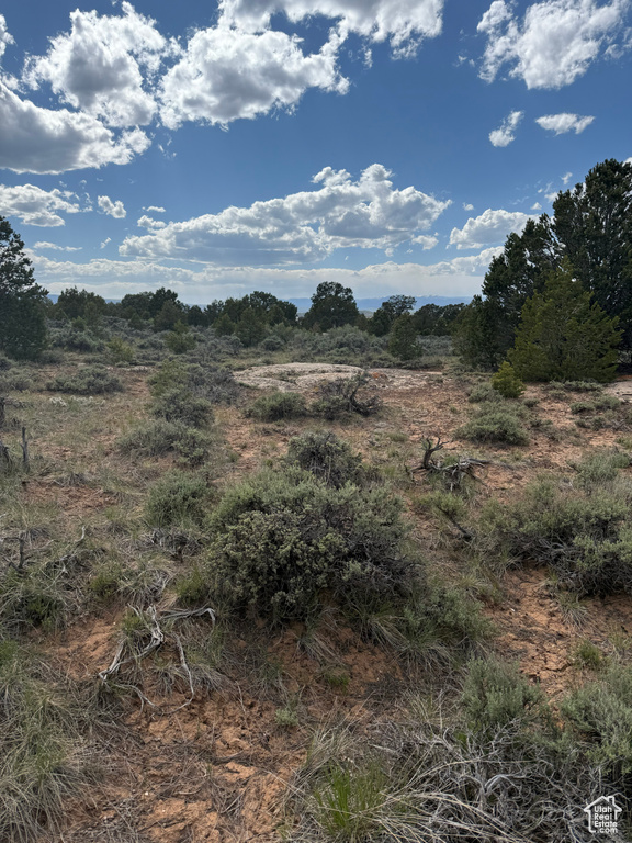 View of local wilderness