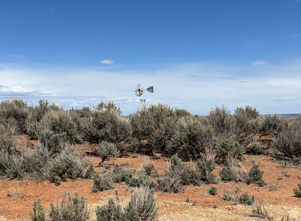 View of local wilderness