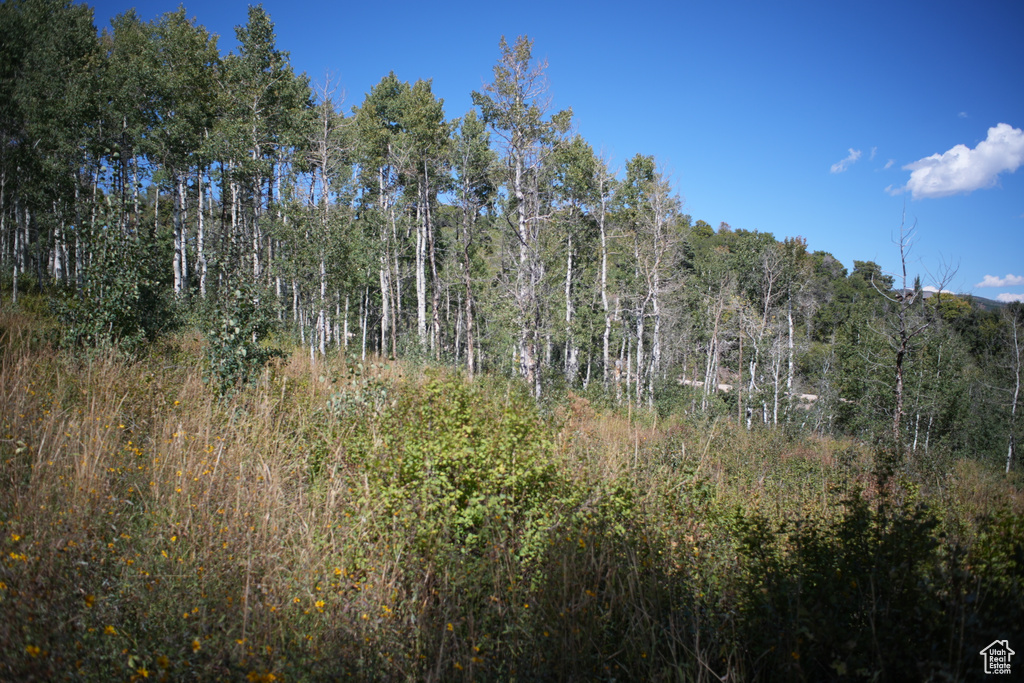 View of woods