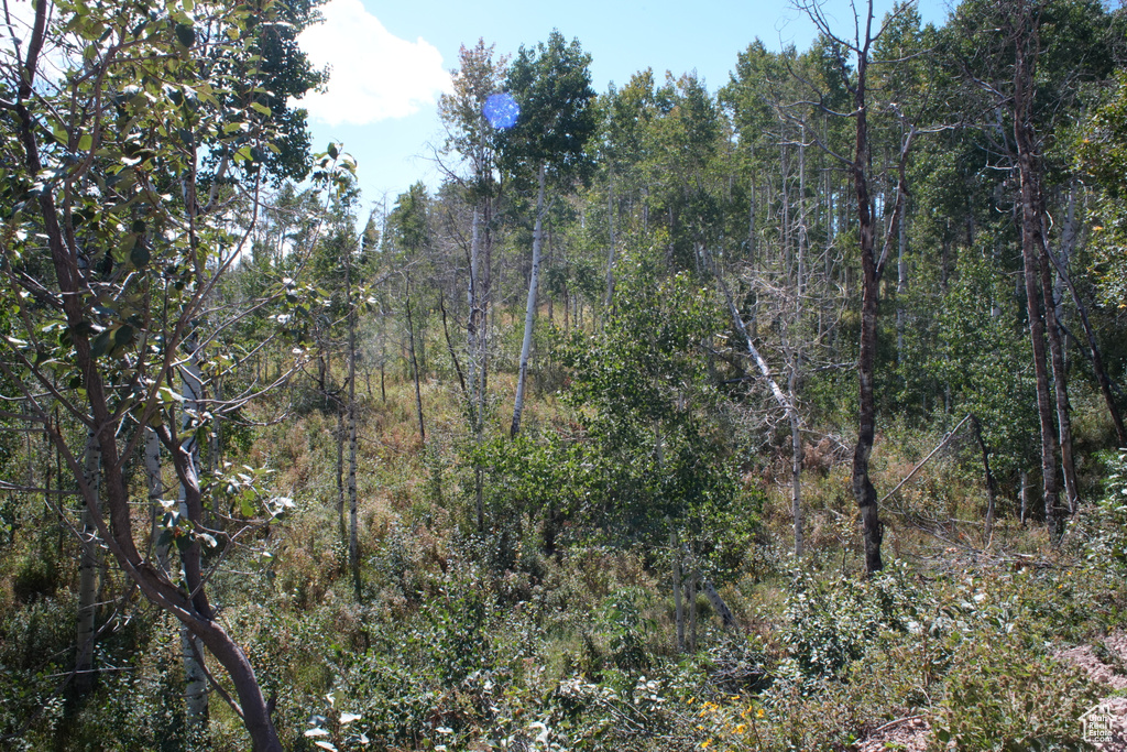 View of woods