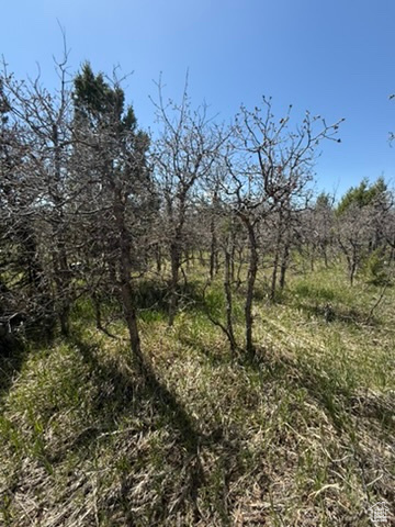 View of nature