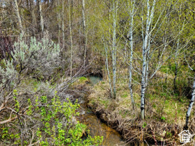 View of local wilderness