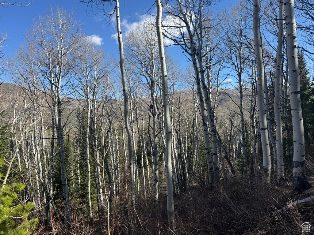 View of wooded area