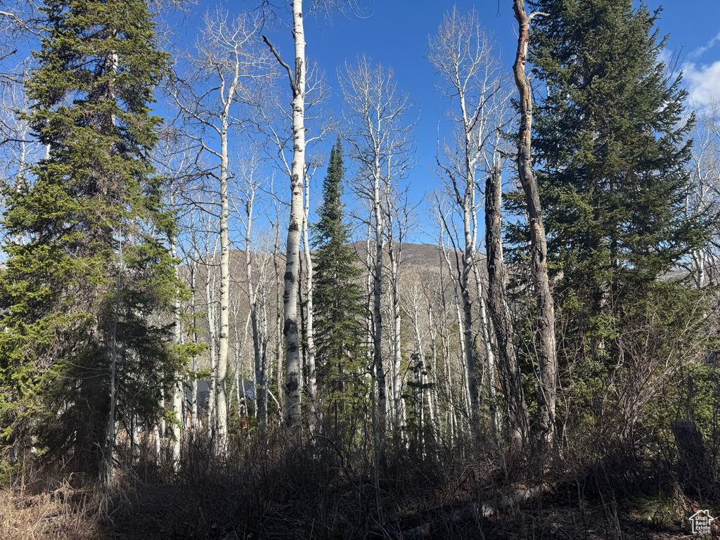 Mountain view with a forest