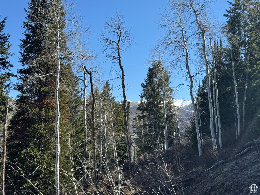 View of tree filled area