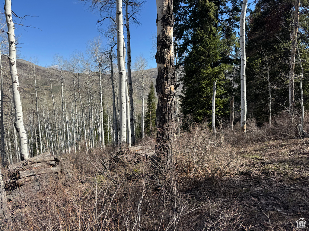 View of local wilderness